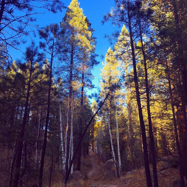 my favorite hill in Flagstaff © 2019 Holly Troy